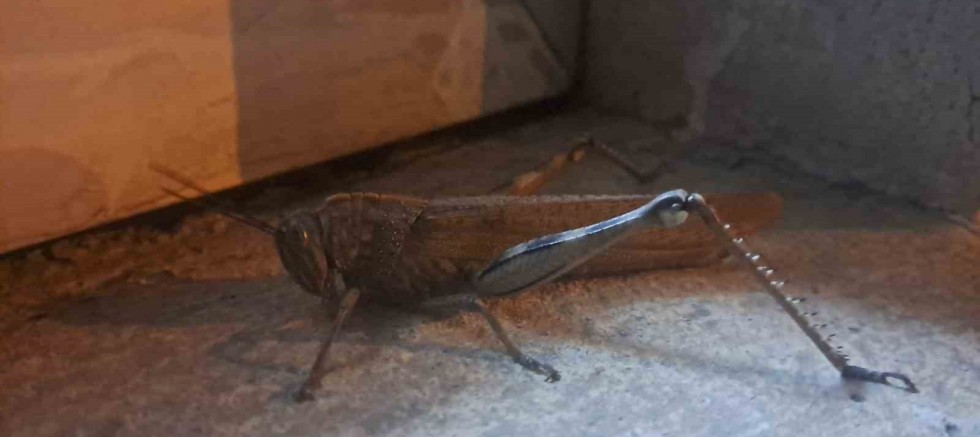 Gören bir daha baktı, boyutu şaşkınlık oluşturdu