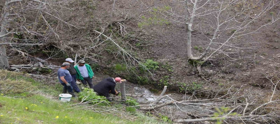 Diyarbakır’da 10 bin yabani ceviz ağacı aşıyla verimli hale getiriliyor