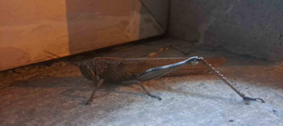 Gören bir daha baktı, boyutu şaşkınlık oluşturdu