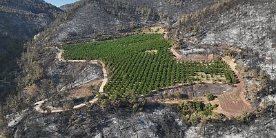 100 hektar küle döndü, gözü gibi baktığı 25 dönümlük bahçesi yeşil kaldı