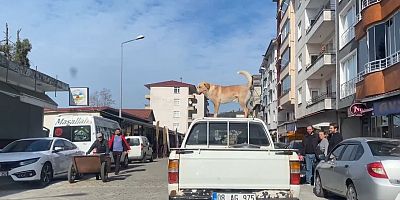 Bu köpeğin en büyük tutkusu kamyonetin tavanında yolculuk etmek