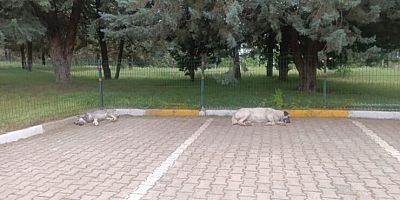 DÜ Lojmanlarındaki Başıboş Köpekler Korkutuyor: Vatandaşlar Çözüm Bekliyor