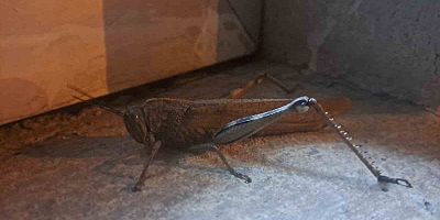 Gören bir daha baktı, boyutu şaşkınlık oluşturdu