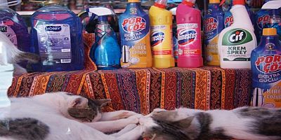 'Kedi dostu' esnaf, dükkanını can dostları için açtı